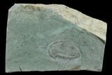 2.35" Longianda Trilobite With Pos/Neg Split - Issafen, Morocco - #130546-2